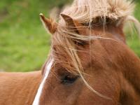 Pferdeportrait - Lofoten
