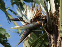 Riesenstrelizienblüte