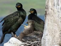 Krähenscharbenfamilie