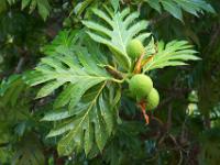Brotfruchtbaum - La Digue
