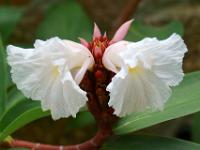 Spiralingwerblüten - La Digue