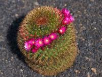 Kranz mit Kaktusblüten