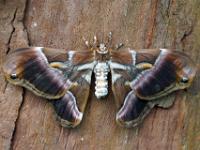 Atlasspinner - Schmetterlingsgarten Icod de los Vinos