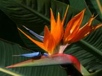 Strelizienblüte