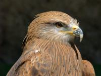 Bussard