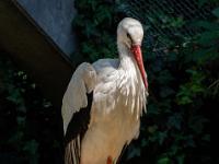 Weißstorch in der Voliere