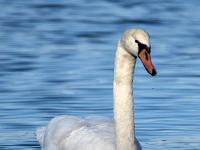 Höckerschwan