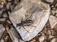 Scheinbockkäfer auf Stein