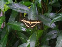 Riesenschwalbenschwanz