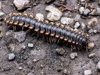 Traktor-Tausendfüßler