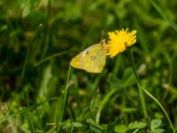 Hufeisenkleegelbling