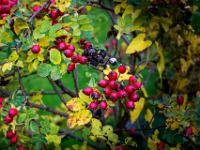 Hagebuttenansammlung