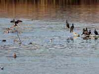 Kormorane am Chiemsee