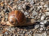 Weinbergschnecke