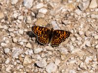 Wachtelweizen-Scheckenfalter