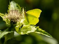 Zitronenfalter auf Klette