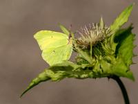 Zitronenfalter auf Klette