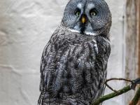 Bartkauz - Bayerwald Tierpark Lohberg