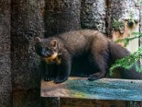Baummarder - Bayerwald Tierpark Lohberg