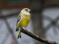 Grünfink - Bayerwald Tierpark Lohberg