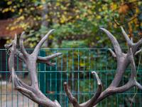 Hirsch - Bayerwald Tierpark Lohberg