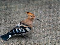 Wiedehopf - Bayerwald Tierpark Lohberg