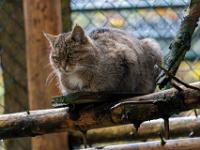 Wildkatze - Bayerwald Tierpark Lohberg