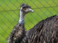 Emu