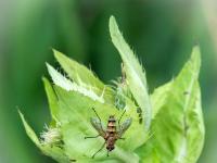 Engerling-Raupenfliege