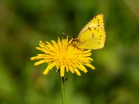 Hufeisenkleegelbling