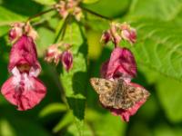 Malven-Dickkopffalter