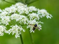 Zweiband-Wespenschwebfliege