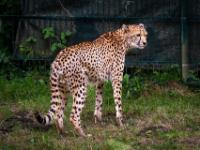 Gepard