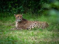 Gepard
