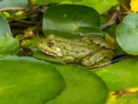 Teichfrosch