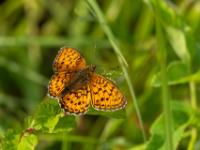 Silberfleck-Perlmutterfalter