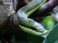 Langnasen-Strauchnatter