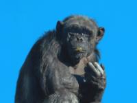 Schimpanse