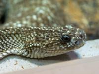 Uracoan-Klapperschlange