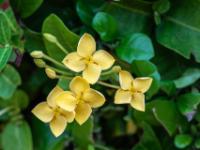 Malteserkreuzblume - Kambodscha