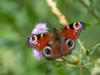 Tagpfauenauge