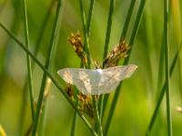 Vierpunkt-Kleinspanner