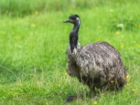 Emu
