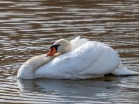 Höckerschwan