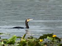 Kormoran