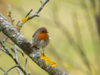 Rotkehlchen