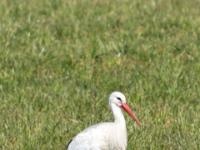 Weißstorch