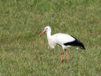 Weißstorch