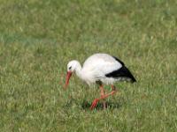 Weißstorch