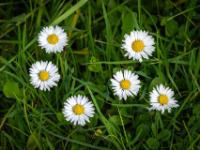Gänseblümchen